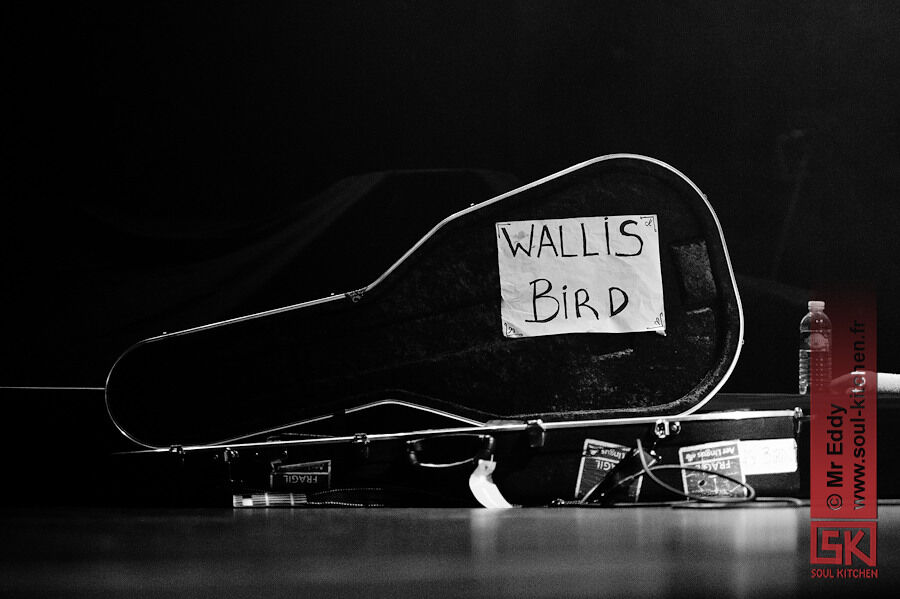 2010_11_19_wallisbird