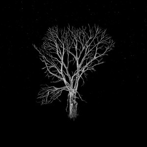 Fink - Bloom Innocent – Acoustic