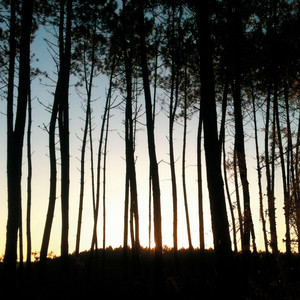 Frànçois & The Atlas Mountains - The Way To The Forest