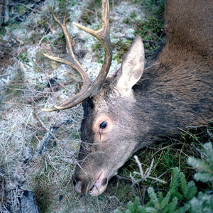 Girls in Hawaii - Plan Your Escape