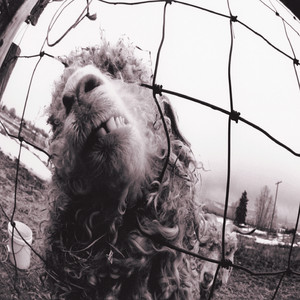 Pearl Jam - Vs.