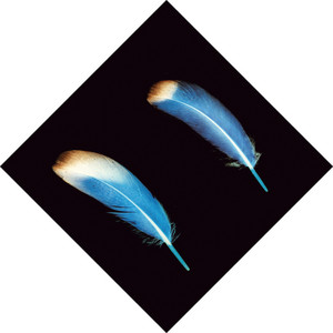 Wild Beasts - Bed Of Nails