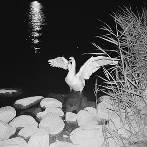 Alina Orlova - Sick Rose