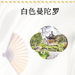 Yellow - 白色曼陀罗