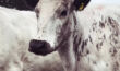 Theneweves-cowsong