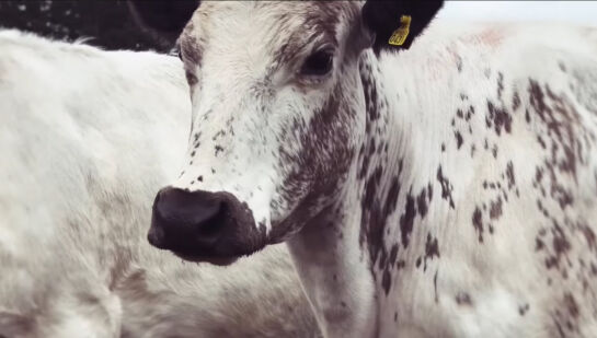 Theneweves-cowsong